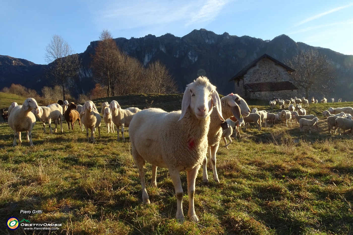 08 Gregge al pascolo sui pascoli sopra Pizzino .JPG -                                